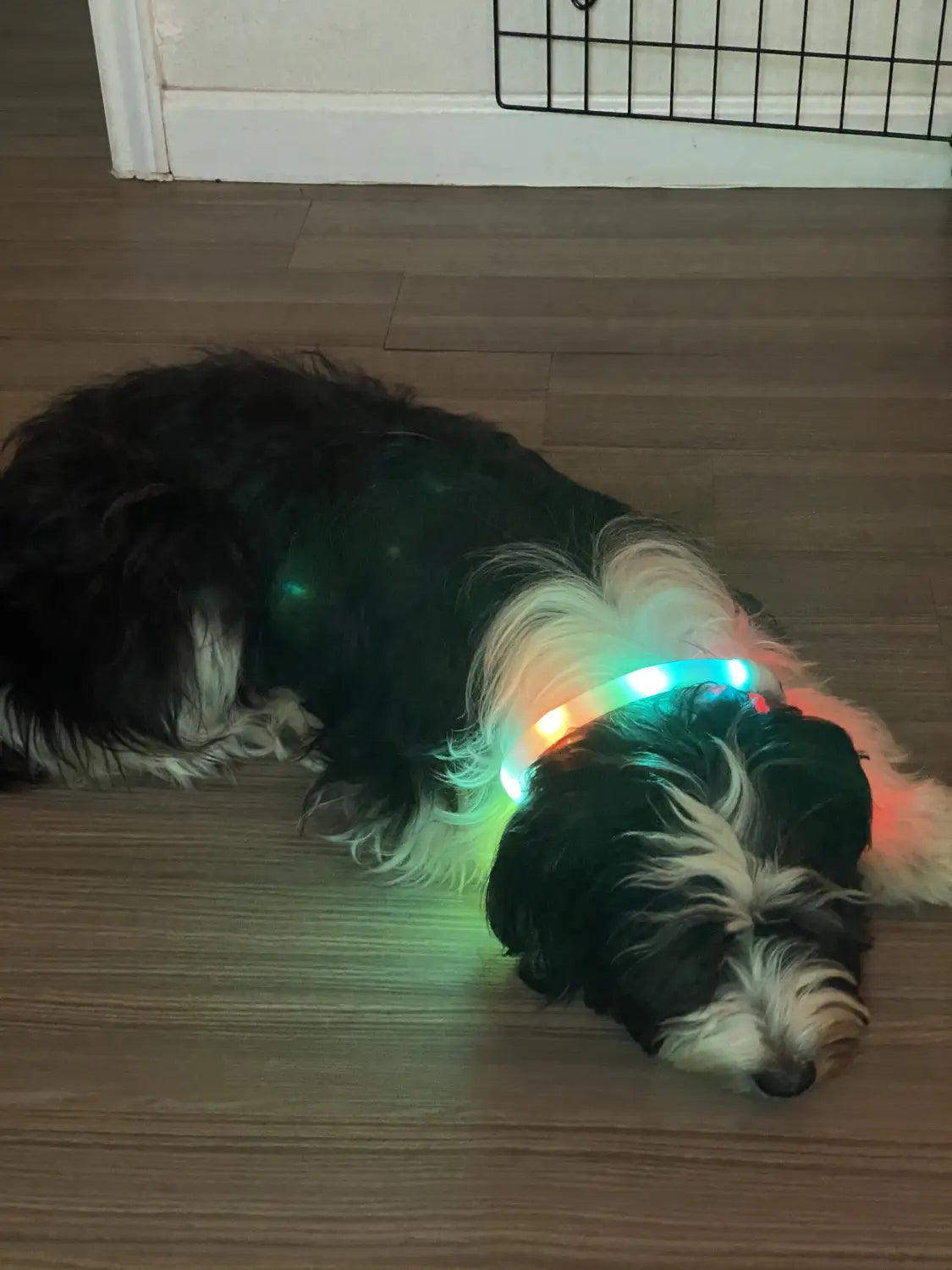 Collier Chien Led Silicone Rechargeable