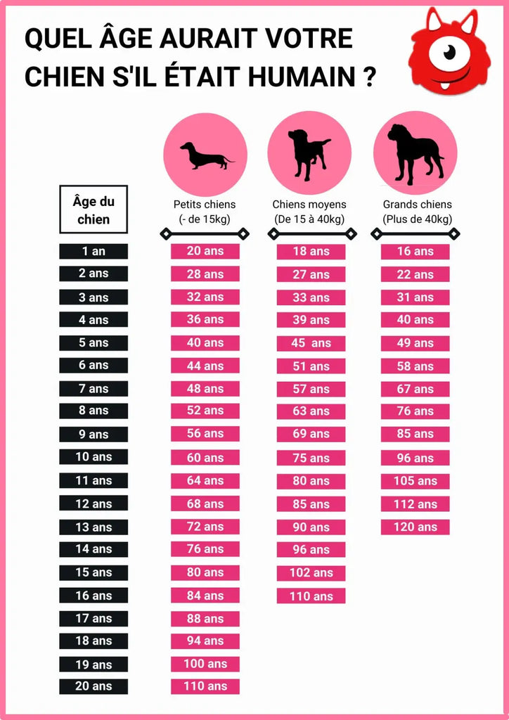 Calculez l’âge humain de votre chien