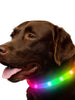 Collier Chien Led Silicone Rechargeable - Enjouet