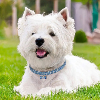 Collier Diamant en strass pour chien - Enjouet