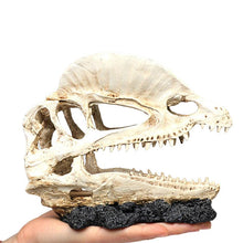 Crâne dinosaure Résine décorations d’aquarium - Enjouet