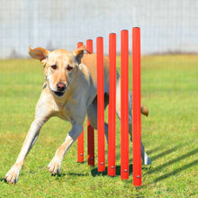 Kit Obstacle pour chien - Enjouet