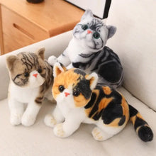 Peluche Animal Chaton Kawaii - Enjouet